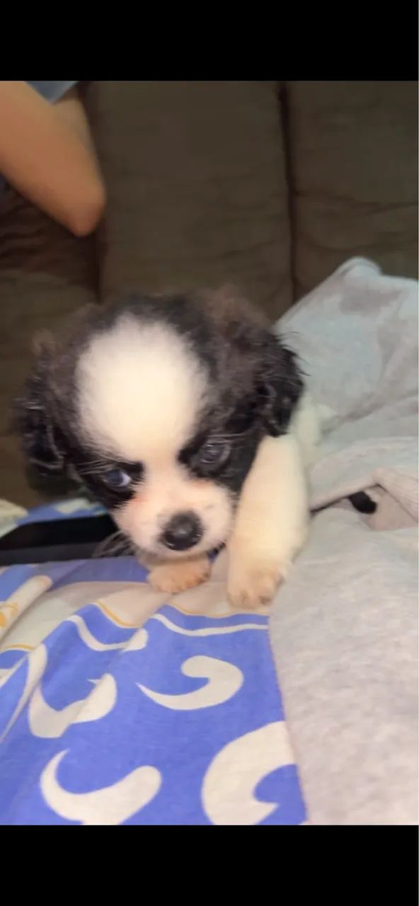 Vendo cachorro macho