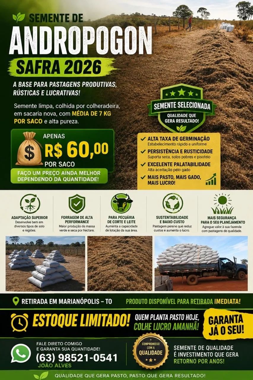 Semente de capim Andropolo