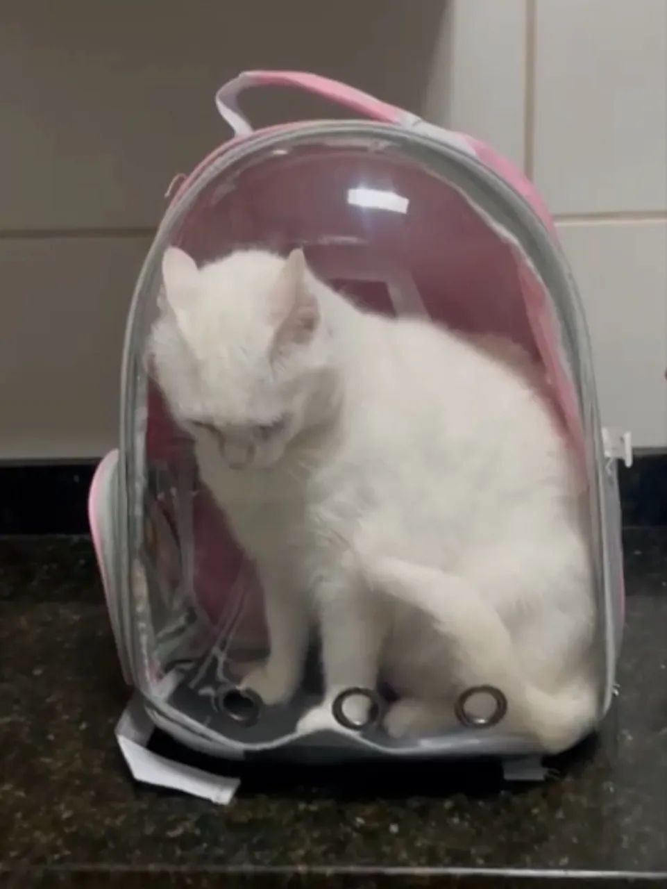 Mochila pra transportar gato