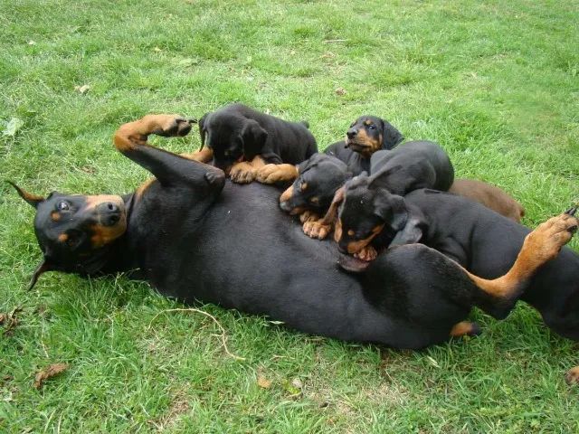 ROTTWEILER X DOBERMAN