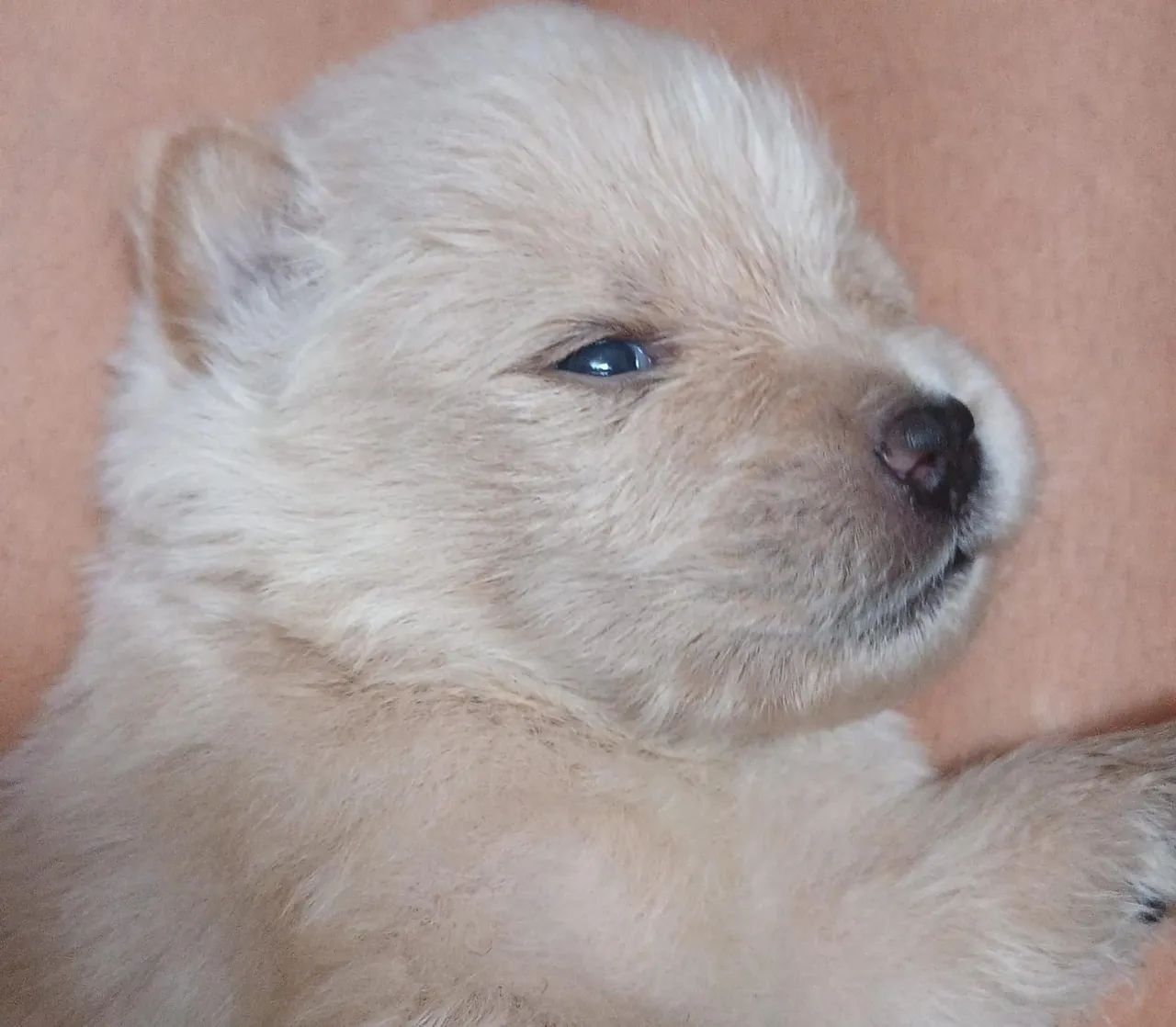 Vendo filhote de cachorro chow-chow - Foto 5