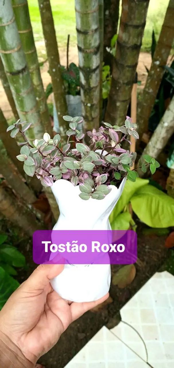 6 PLANTAS POR 40,00  - Foto 5