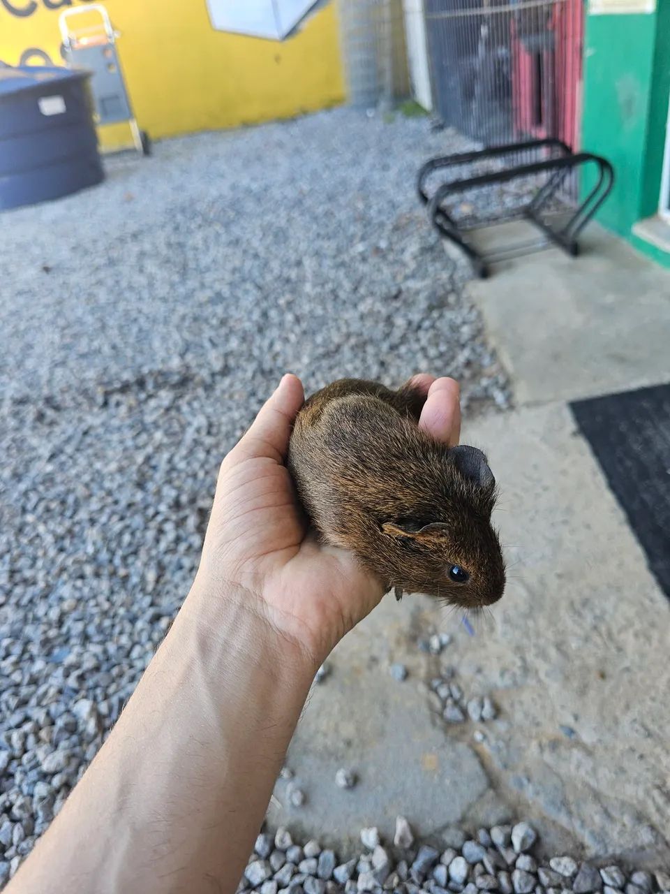 Porquinho da india  - Foto 4