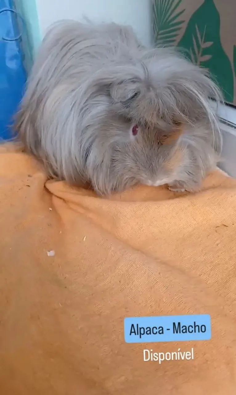 Porquinhos da india PERUNOS e ALPACAS - Foto 4
