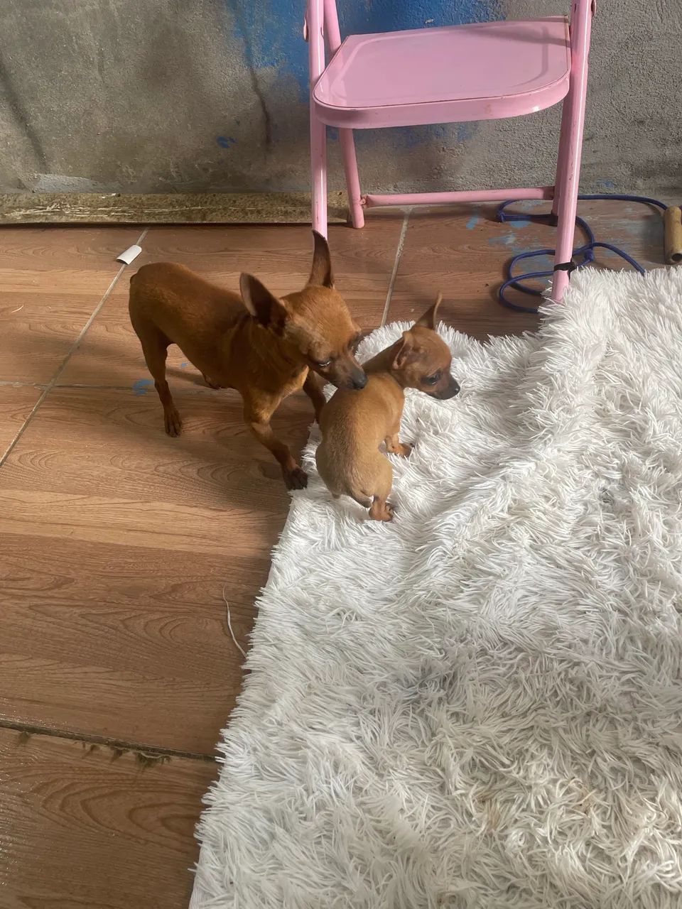 Namorada pro kiko - Foto 4