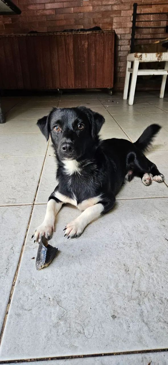 Adoção Responsável!