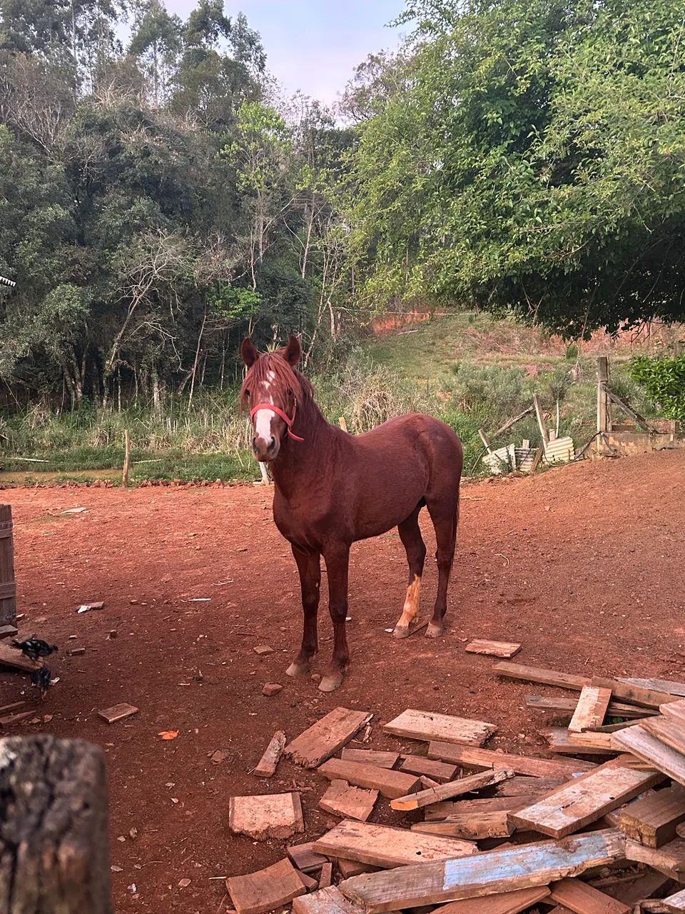 Vendo potro xucro - Foto 2