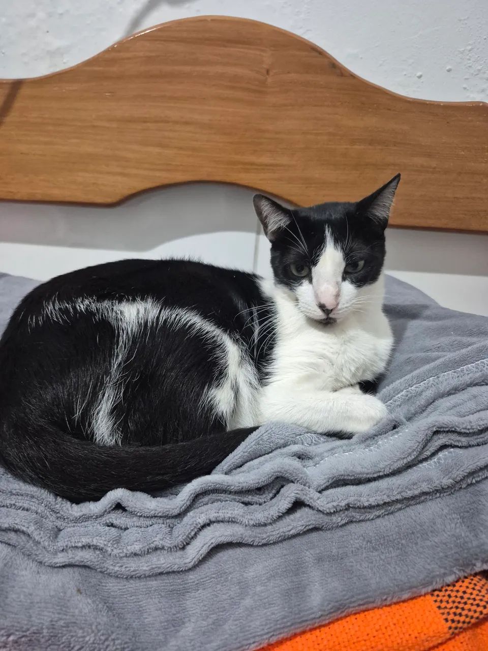 PROCURA SE GATO FRAJOLA - Foto 3