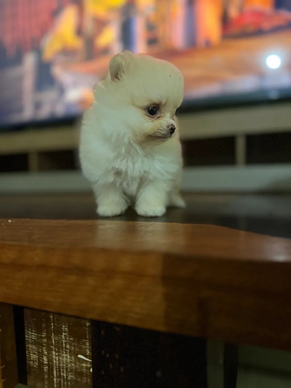 Spitz alemão  - Foto 4