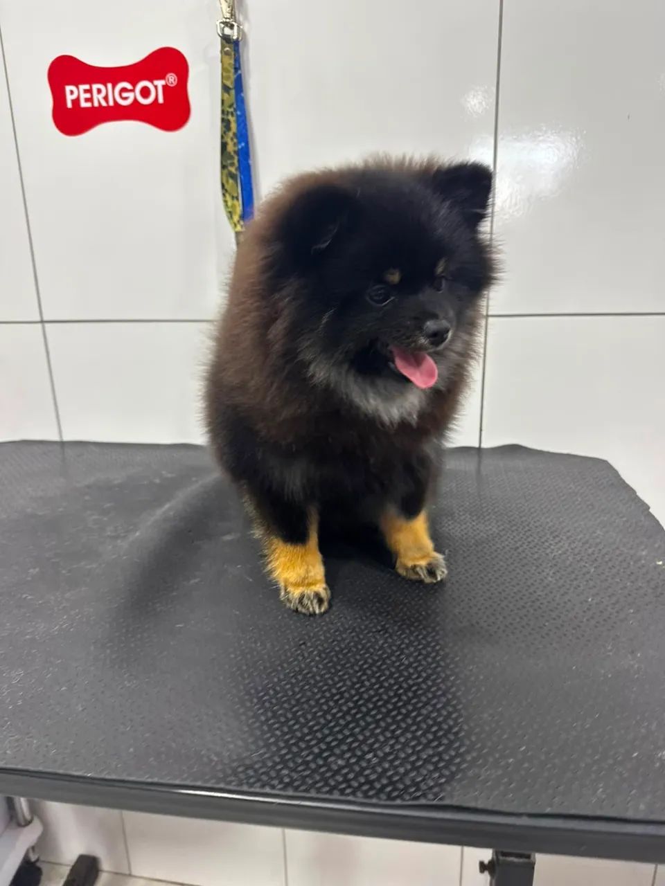 Spitz - Foto 3