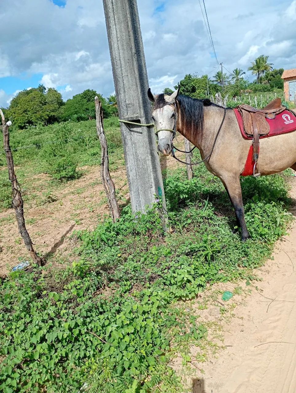 Vendo potra - Foto 2