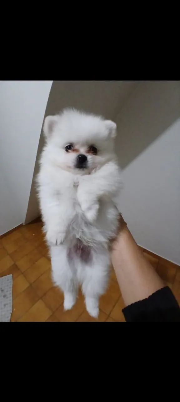 Spitz alemão. 2 machos. - Foto 2