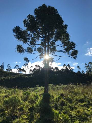 Área com 20mil m2 na cidade mais fria do Brasil - Urupema - sc - Foto 14