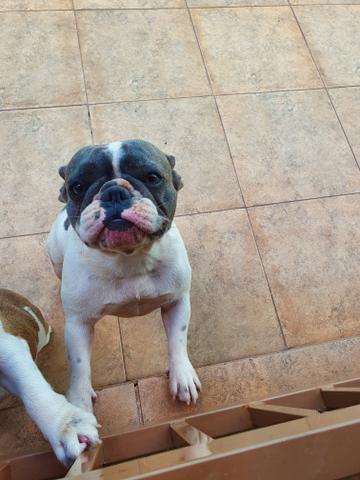2 buldogue francês blue ( Valparaiso) - Foto 4