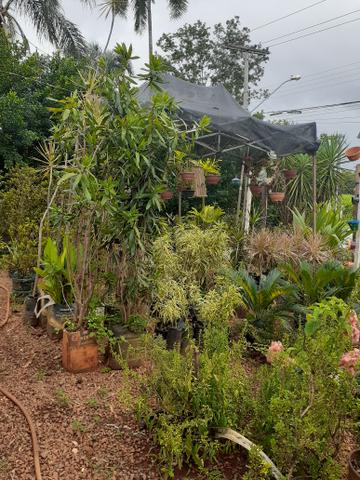 Vendo floricultura montada zap * - Foto 2