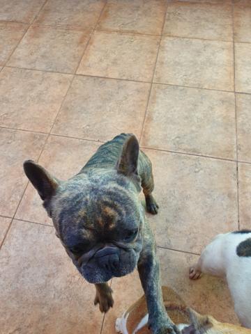 2 buldogue francês blue ( Valparaiso)