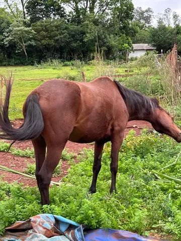 Cavalo 