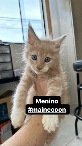 MAINE COON  - Foto 2