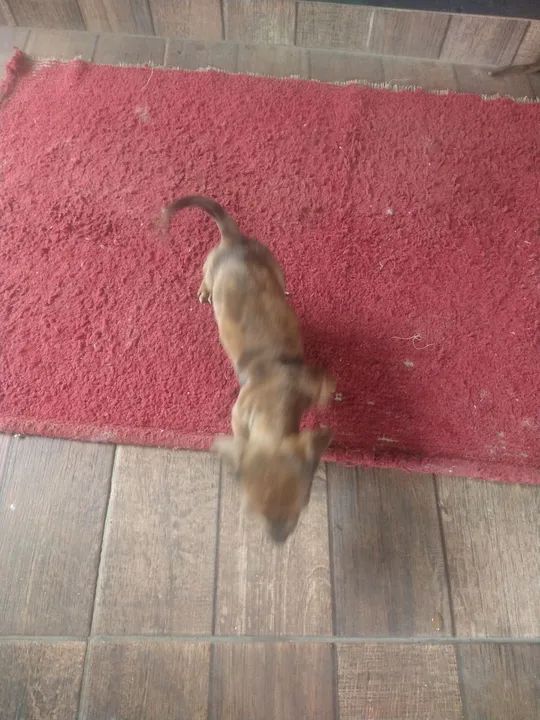 Bassê,, fêmea e machinho  - Foto 6