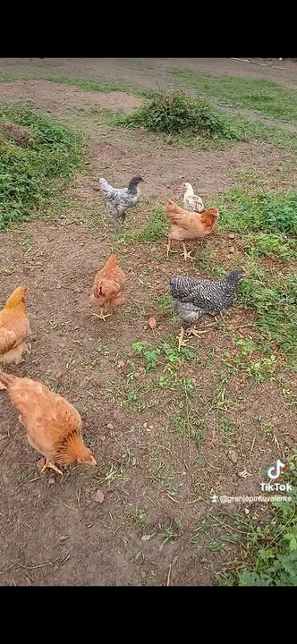 Galinha caipira  - Foto 2