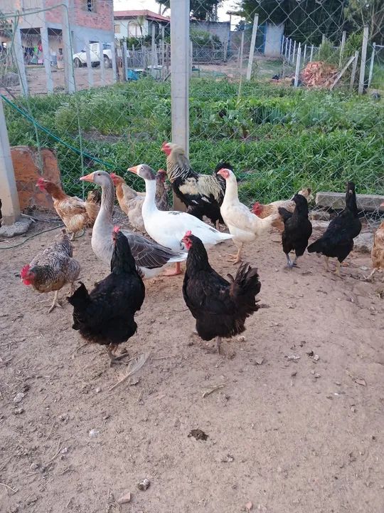 Galinhas caipira à venda - Foto 6