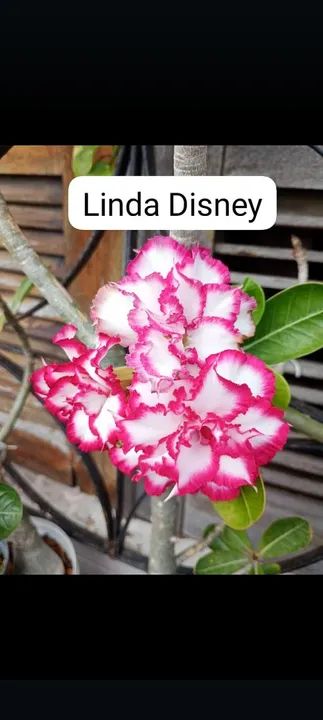 Muda de Adenium Obesum Flor Branca rosa   preta todas as cores  - Foto 6