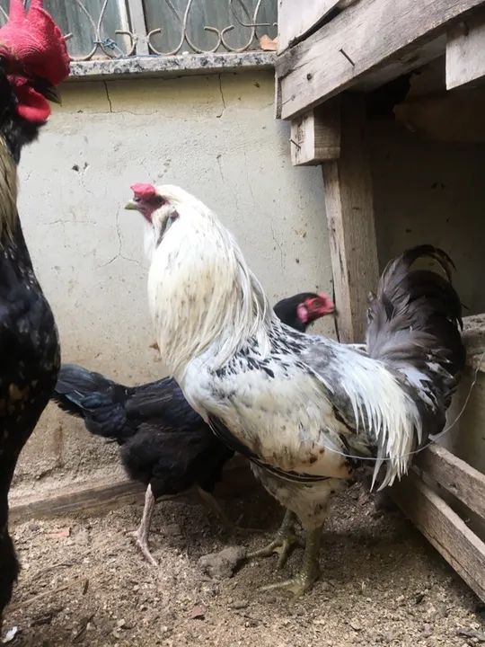 Vendo 2 galos e 2 galinhas da raça ameuracanas ovos verdes  - Foto 5