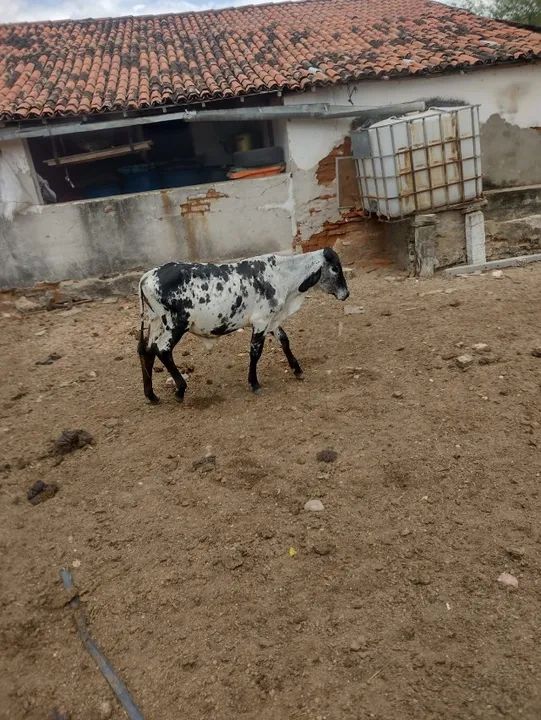 vendem-se 05 bezerros - Foto 4