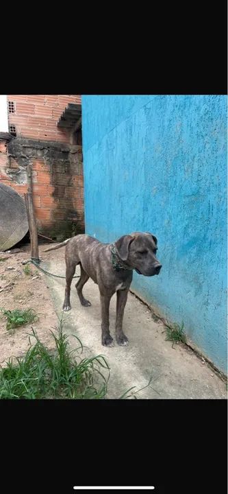 Cane corso filhote doação  - Foto 3