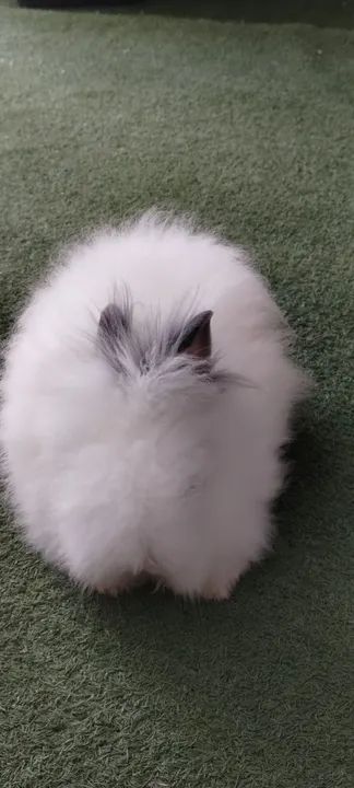 Mini coelho Teddy Dwerg