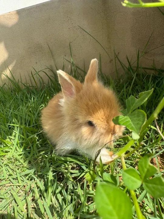 Coelhinho da raça anão de pelagem longa - Foto 5