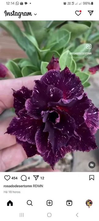 Muda de Adenium Obesum Flor Branca rosa   preta todas as cores  - Foto 4