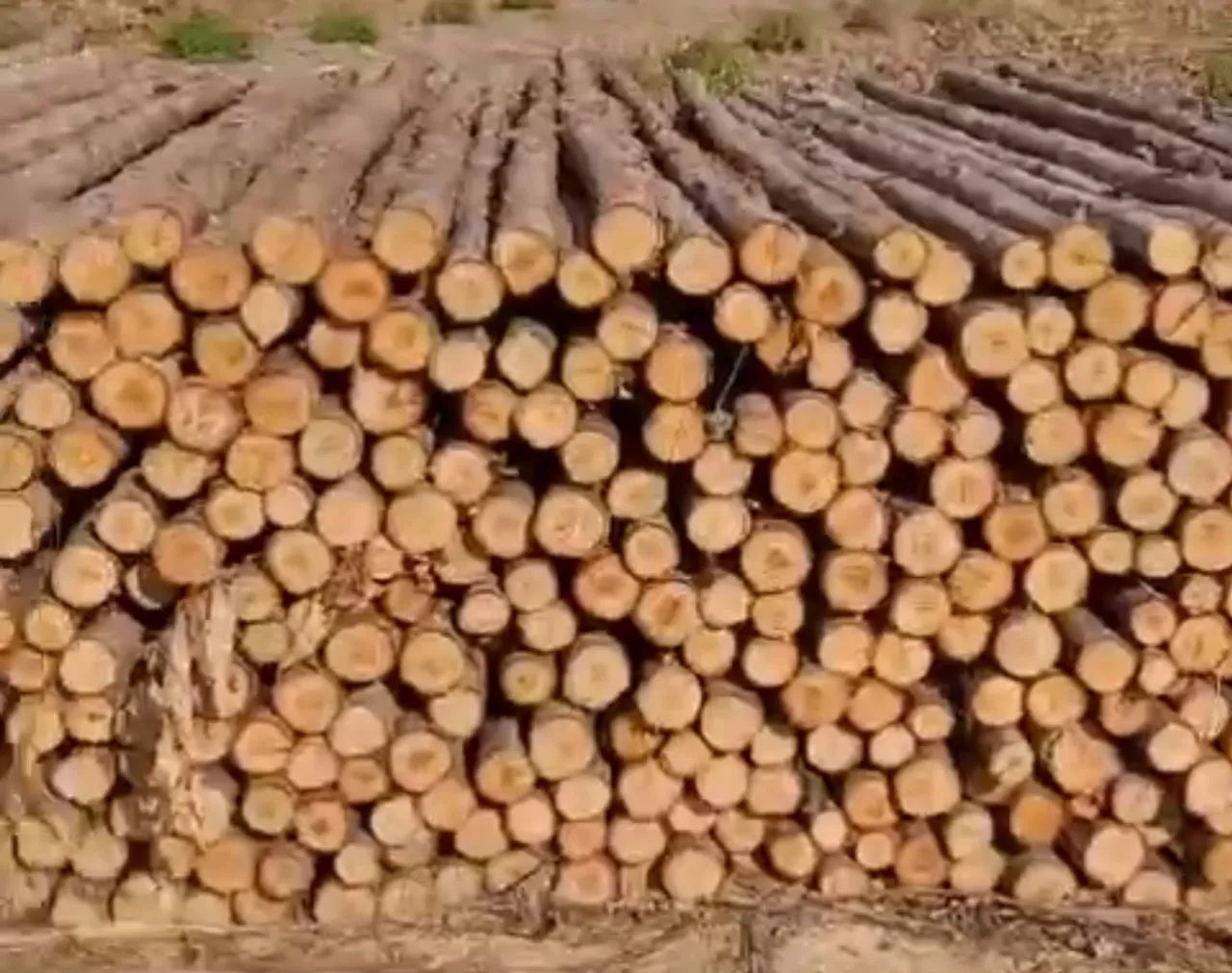 EUCALIPTO NATURAL, TRATADO. LENHAS DE ALGAROBA etc.