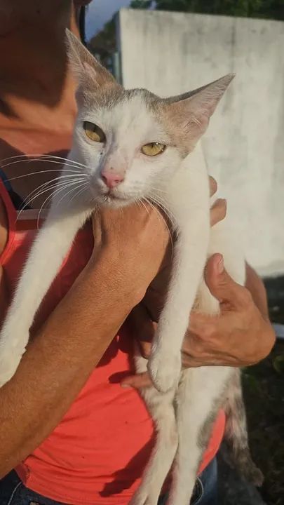 Adoção responsável de gatinhos - Foto 5