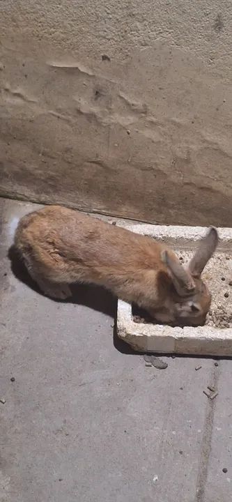 Vende-se coelho  - Foto 2