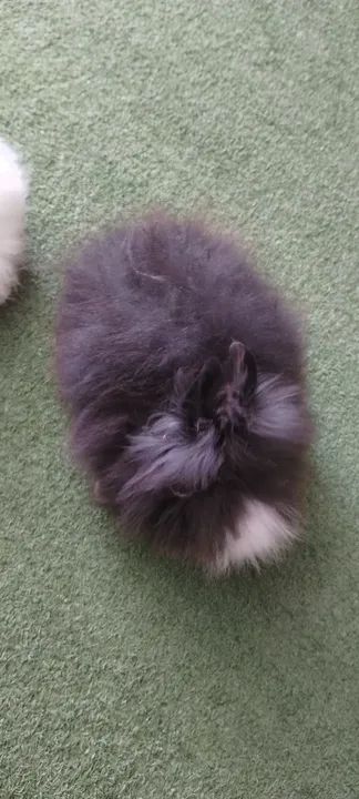 Mini coelho Teddy Dwerg - Foto 2