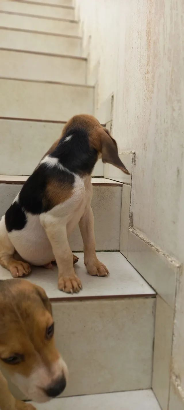 Lindos filhotes Premium - Cachorros e acessórios - Rio Vermelho ...