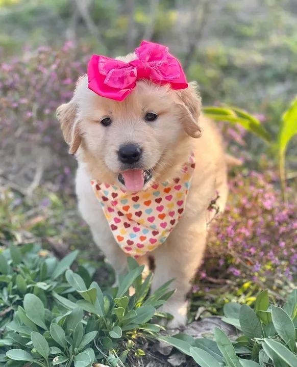 Três filhotes Golden Retriever  - Foto 2