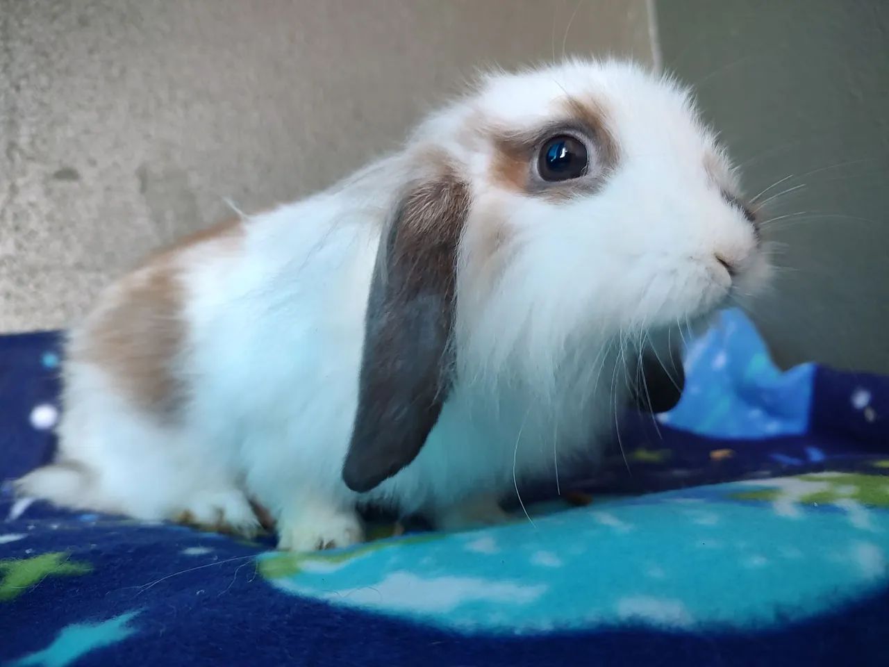 Coelhas fêmeas filhotes 