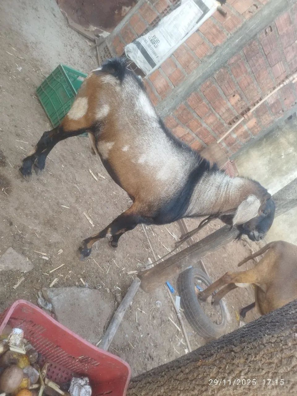 Bode. Anglo nubiano( P.O) - Foto 4