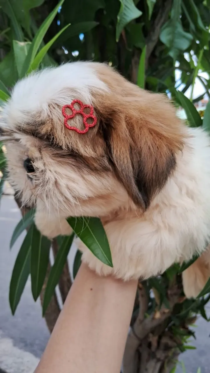 Filhotes Shih tzu Macho
