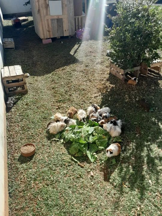 Criação de Porquinhos da Índia... - Foto 3