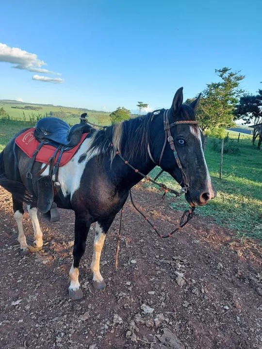 Vende cavalo paint horse - Foto 3