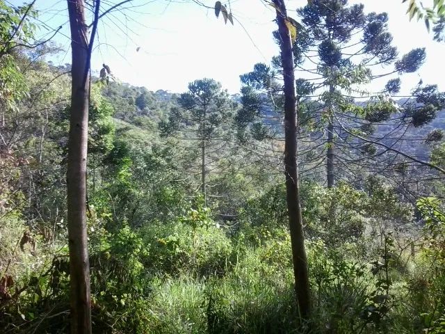 Oportunidade. Excelente Sítio em Nova Friburgo Ótima Área de Terreno - Foto 8