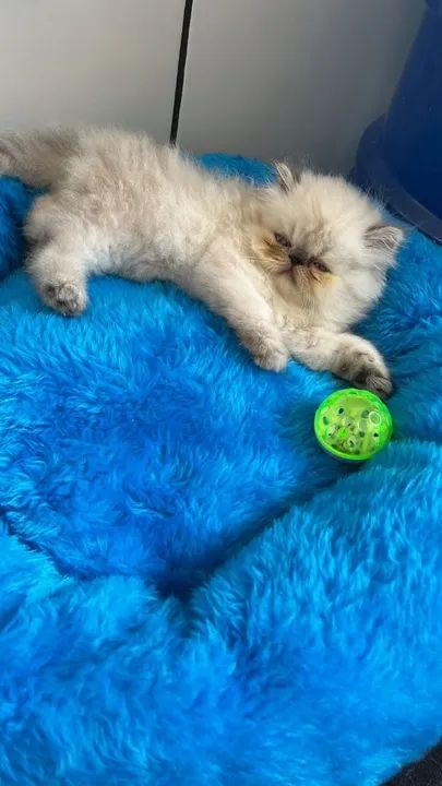 Gatinho Persa Himalaia fêmea  - Foto 5