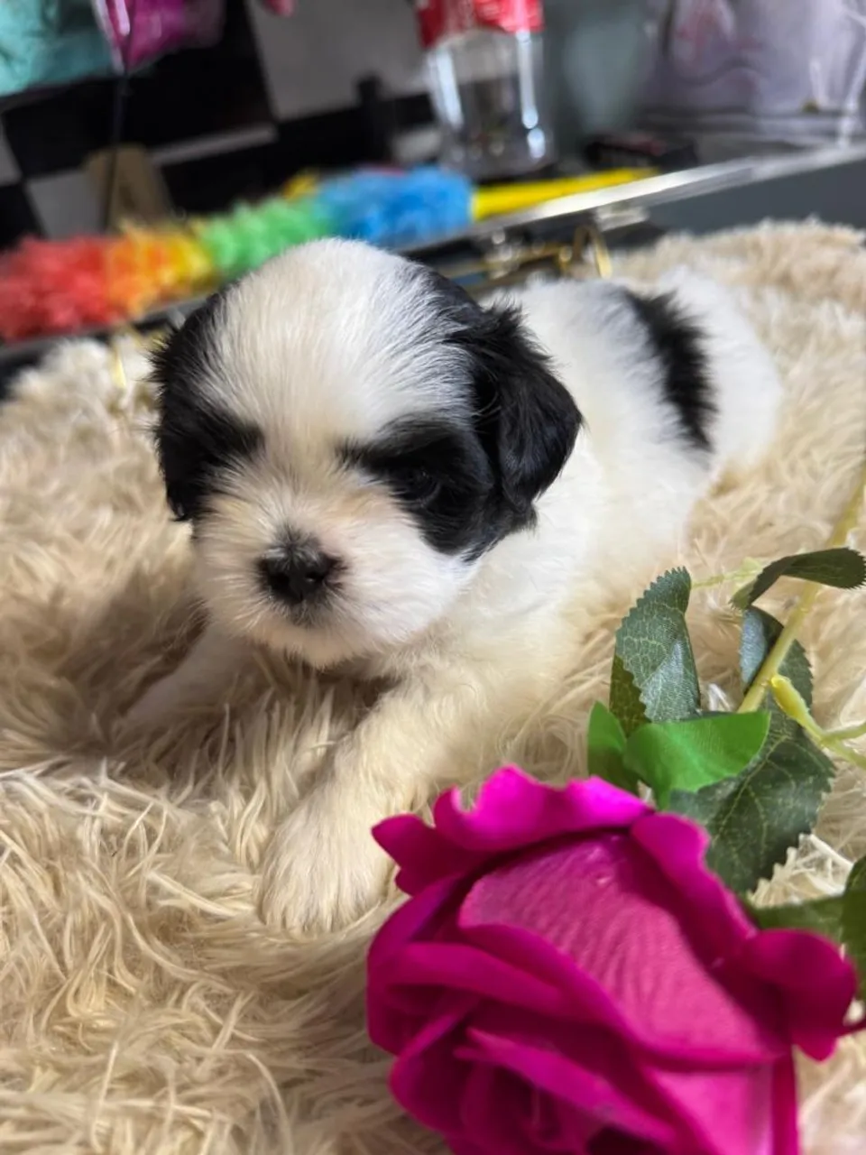 Shih Tzu Fêmea