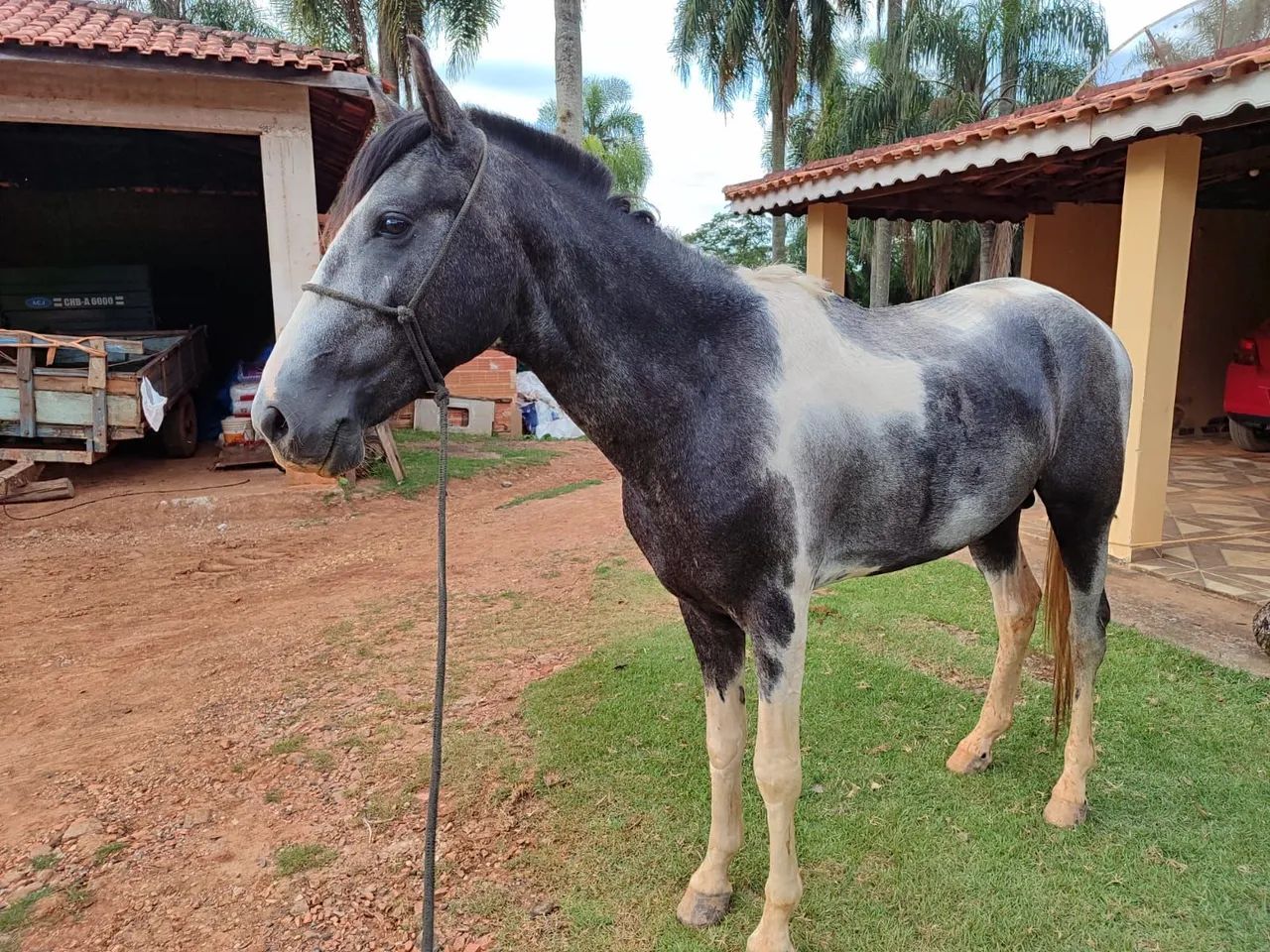 POTRO MM ( barato no Pix)