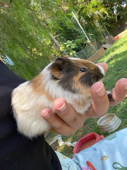 Porquinho da índia  - Foto 2