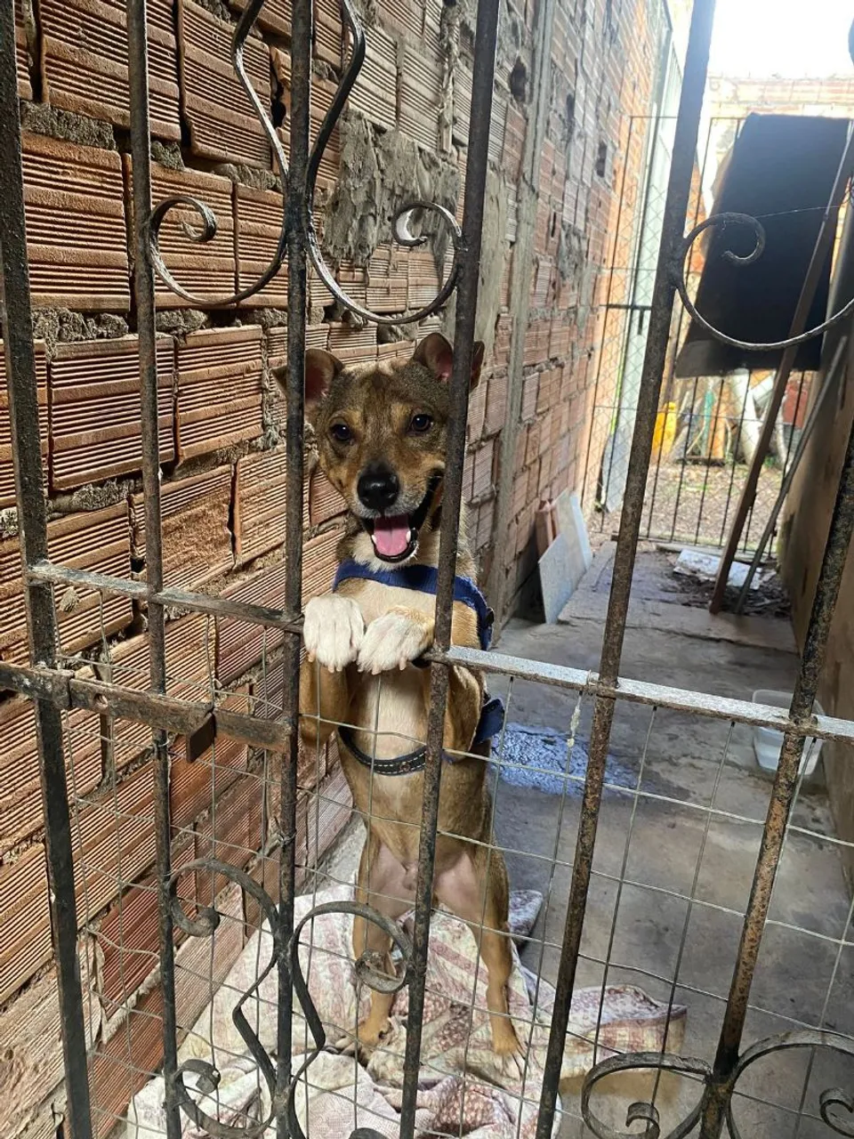 Cachorro Adorável para Adoção