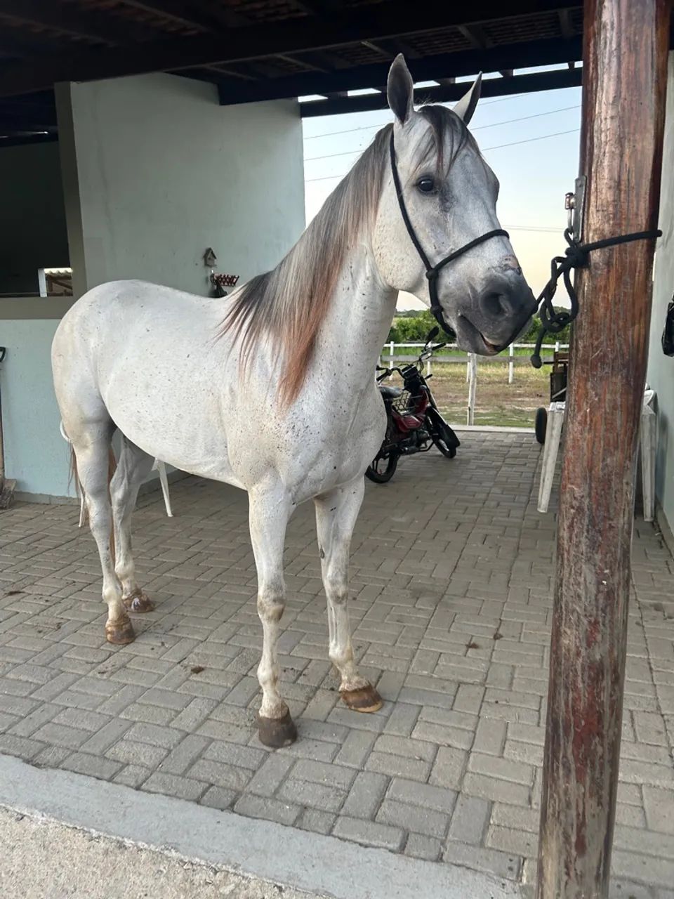 Cavalo quarto de milha  - Foto 3